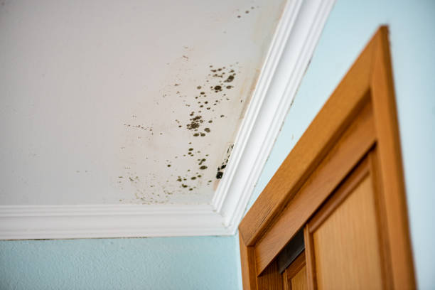 Reliable Fairview, TX Mold Remediation Solutions