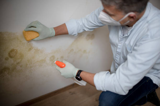 Best Post-Flood Mold Remediation in Fairview, TX