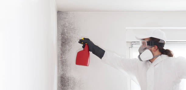 Best Health and Safety Mold Remediation in Fairview, TX