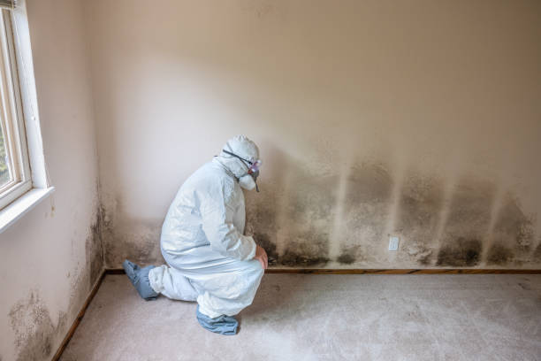 Best White Mold Remediation in Fairview, TX